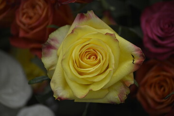 Klassische gelbe Rose