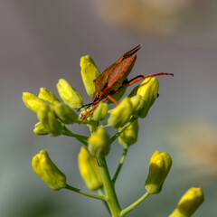 Insecte sur des fleurs jaunes dans la nature