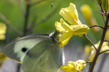 papillon butinant des fleurs jaunes