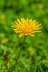 Fleur jaune du pissenlit