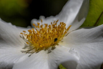 Macro d'une fleur blanche