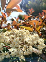 Fleurs blanches dans la nature et dans le soleil au printemps