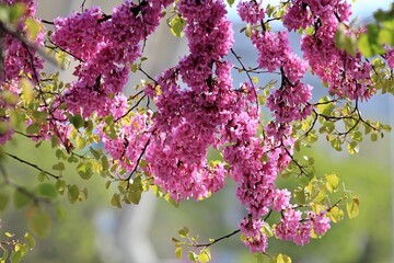 Pink flowers on the branches of Cercis siliquastrum in the park in spring
