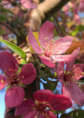 One crabapple flower in the light blooming in spring