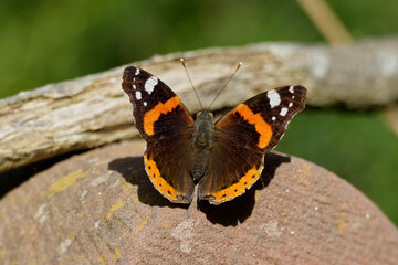 Red admiral butterfly (Vanessa Atalanta) sitting on stone in Zurich, Switzerland