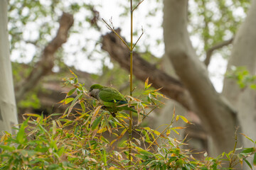 Green Parrot in Barcelona