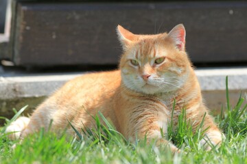 A red-haired cat lies on the grass in the park and basks in the sun
