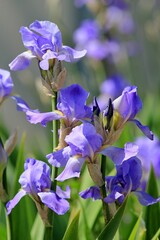 Blue irises in the park on a blurred background
