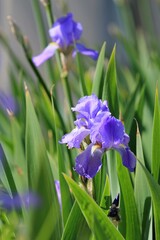 Blue irises in the park on a blurred background
