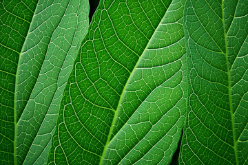 green leaf texture background detail