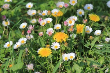 Daisies on a flower bed in the park in spring
