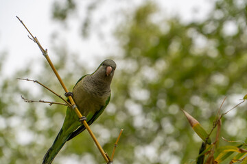 Green Parrot in Barcelona