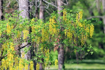 Yellow flowers of Laburnum anagyroides in spring in the park - obrazy, fototapety, plakaty