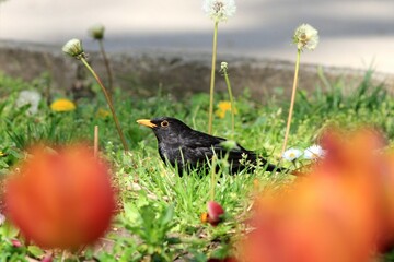 Blackbird on the grass in the park in spring