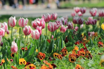 Colorful tulips and pansies on a flower bed in the park on a blurred background
