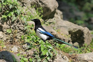 A magpie bird in the park in spring