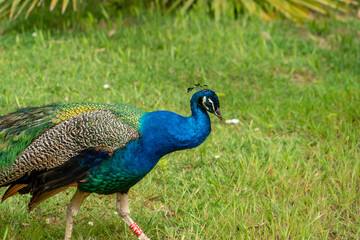 Fototapeta premium Peacock in the Zoo of Barcelona