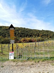Znojmo wine yards