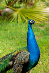 Peacock in the Zoo of Barcelona