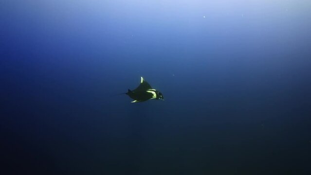 Manta Ray swimming in the Blue - Shots of the Southern Maldives