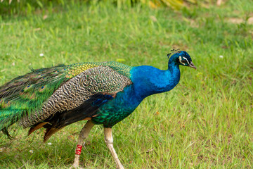 Obraz premium Peacock in the Zoo of Barcelona