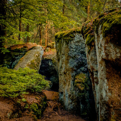cave in the forest