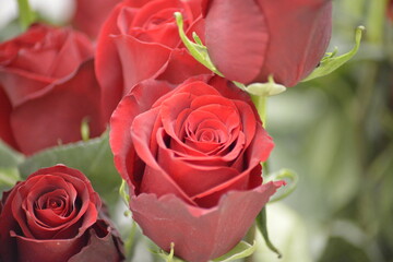 Leidenschaftliche rote Rosen