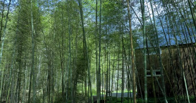 Bamboo, bamboo forest, bamboo forest trail, forest amusement center, forest, national forest,