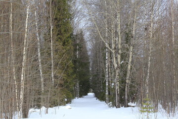 coniferous forests early March morning