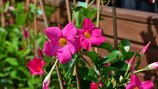 Mandevilla sanderi Pink Mandevilla flower with leaves close-up
