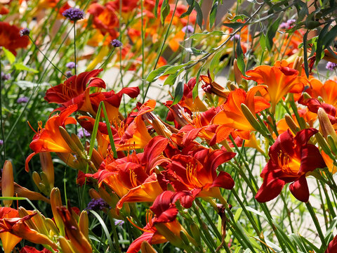 Red orange daylily (hemerocallis) with the stamens in a french garden