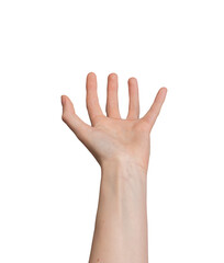 Obraz premium Hand palm cupped, fingers holding something big, huge, large, taking gesture, isolated on white, transparent png