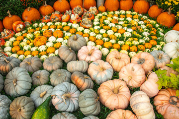 Different types of colorful pumpkins and squashes at a farmers market in Texas, USA