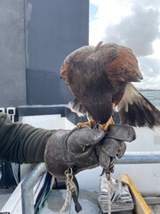 Falconeria
