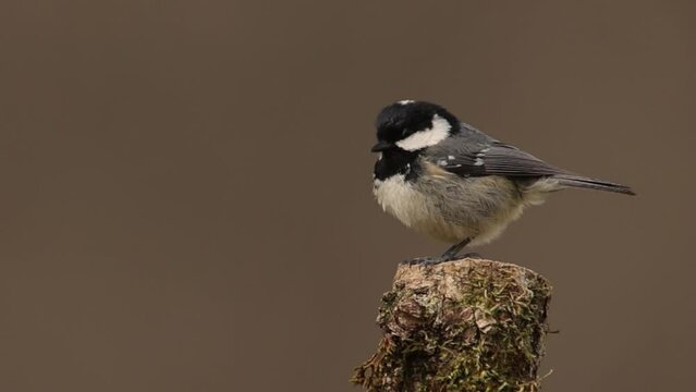 coal tit perched on a branch looking from one side to the other with its feathers moving in the wind, periparus ater, passerine, paridae