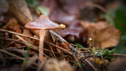 Tiny single, brown mushroom camouflaged by surrounding leaves on forest floor.  