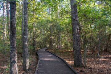 Boardwalk trail through the pine forest in Livingston State Park in the East Texas Piney Woods in Polk County, Texas, United States