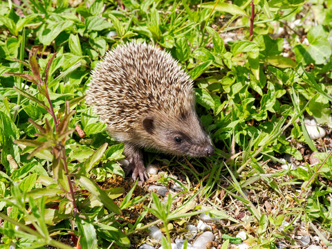 Young European hedgehog  (Erinaceus europaeus) in grass and seen from above