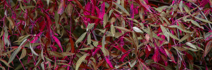 Willow leaves of different colors in the first days of autumn. In autumn, willow leaves change color. A dense crown of willow made of leaves of different colors.