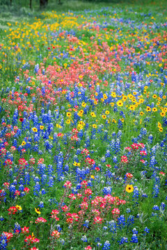 Spring wildflower in full bloom on rural country roadside in Texas Hill Country