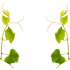 Grapevine with green leaves isolated on white. There is free space for text. Collage.
