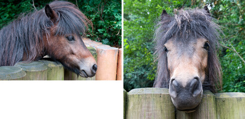 Portraits of horses in a stall. Collage. free space for text.
