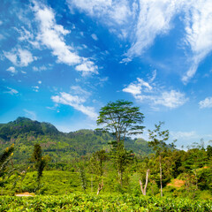 Landscape with green fields of tea. Sri Lanka