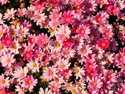 Background of ornementation red and pink daisy flowers