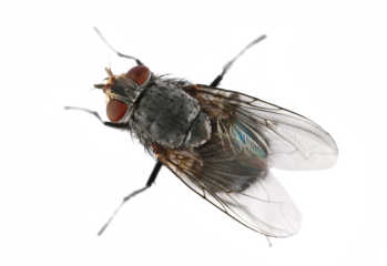 Macro blue fly insect isolated on white background	