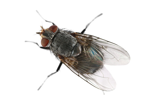 Macro blue fly insect isolated on white background	