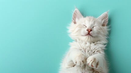 White cat resting with eyes closed