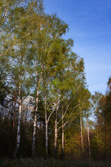 View of birch in the sun in the forest
