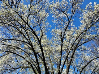 White blooming tree flowering in spring against a blue sky background - 783988409