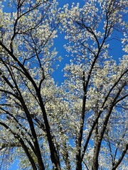 White blooming tree flowering in spring against a blue sky background - 783988411